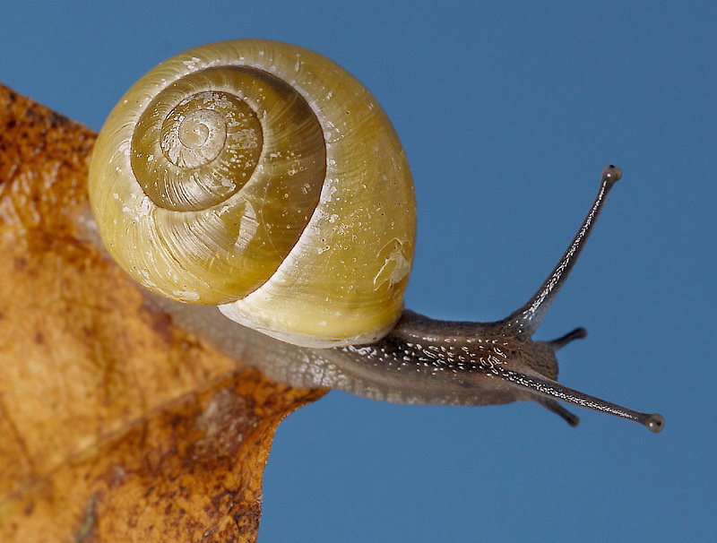 Schnecke Tiere_DDC5098 180 gedreht Kopie.jpg